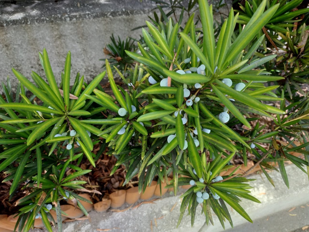 IMG-20180820-WA0194.jpg IMG-20180820-WA0194.jpg