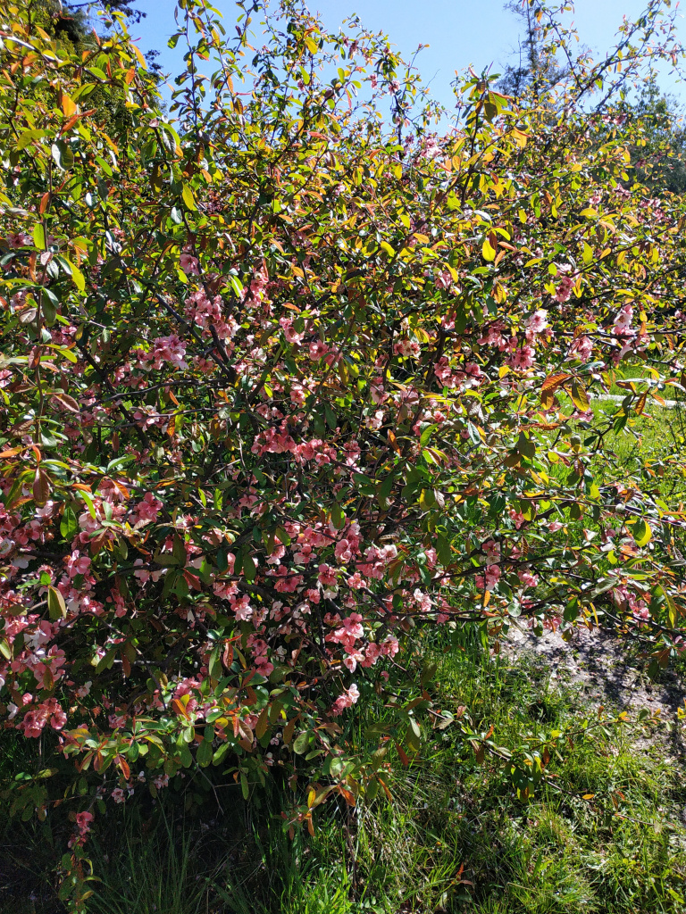 IMG_20220416_100309.jpg