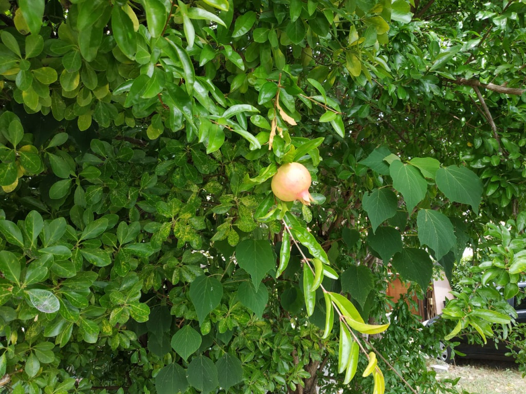 IMG-20180820-WA0197.jpg