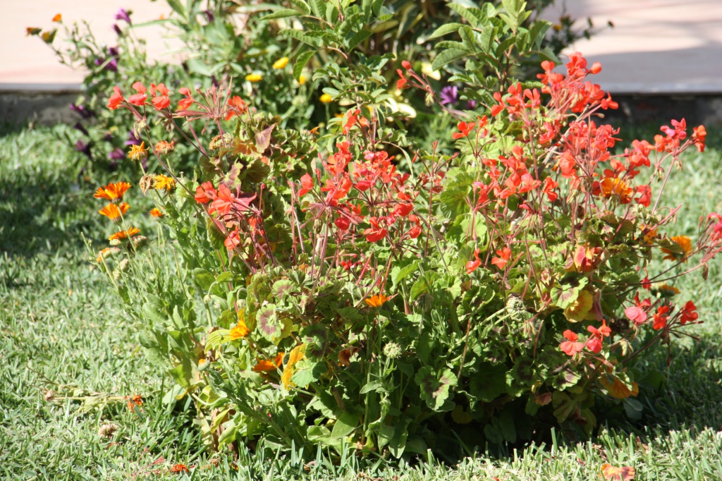 IMG_4706.JPG