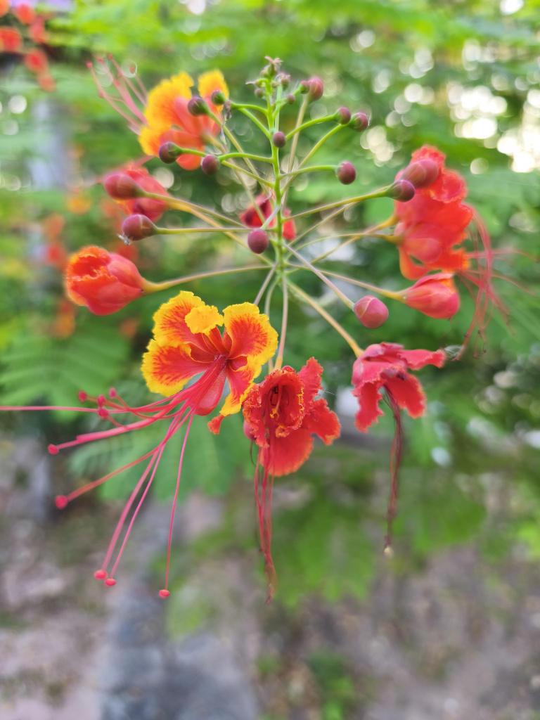 IMG_20251201_072950.jpg