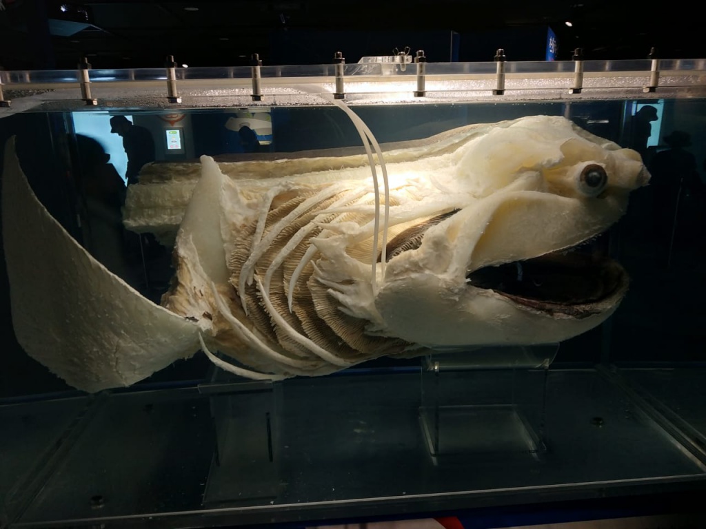 IMG-20180820-WA0094.jpg IMG-20180820-WA0094.jpg