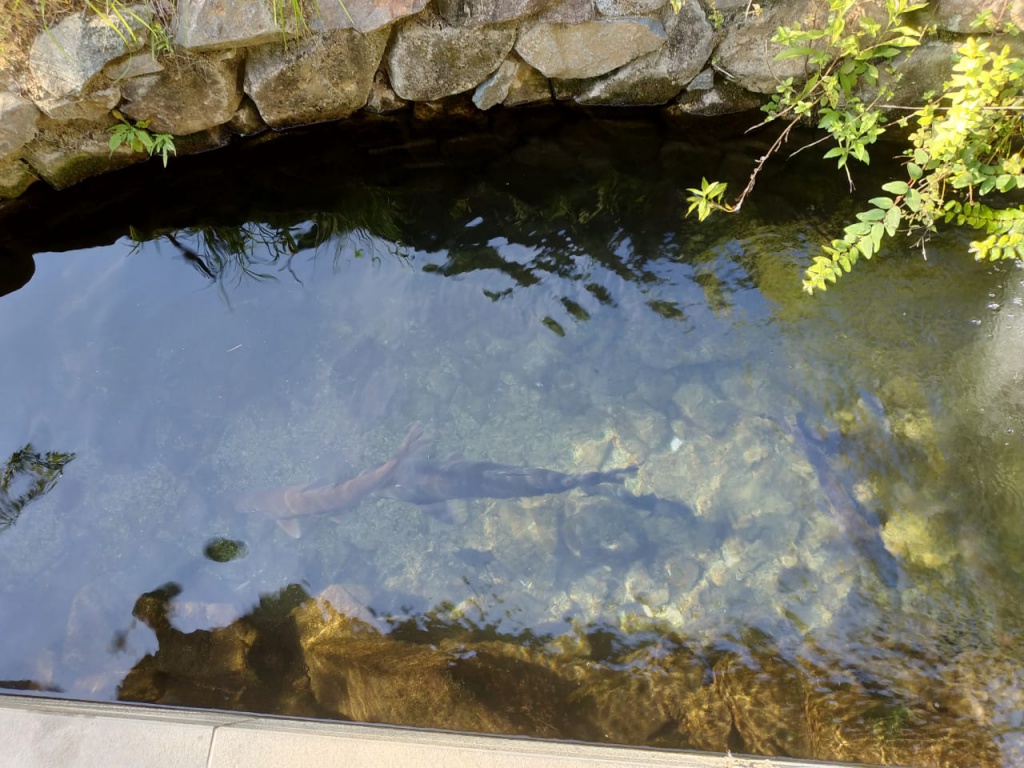 IMG-20180818-WA0027.jpg IMG-20180818-WA0027.jpg