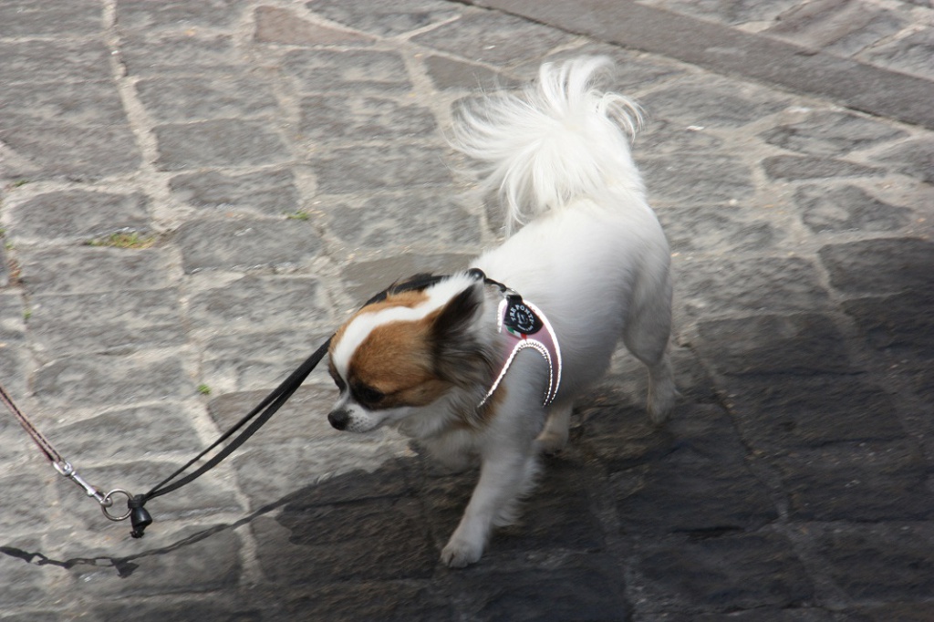 IMG_4087.JPG