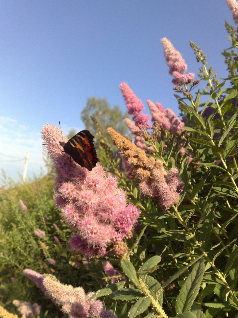 080720134751.jpg