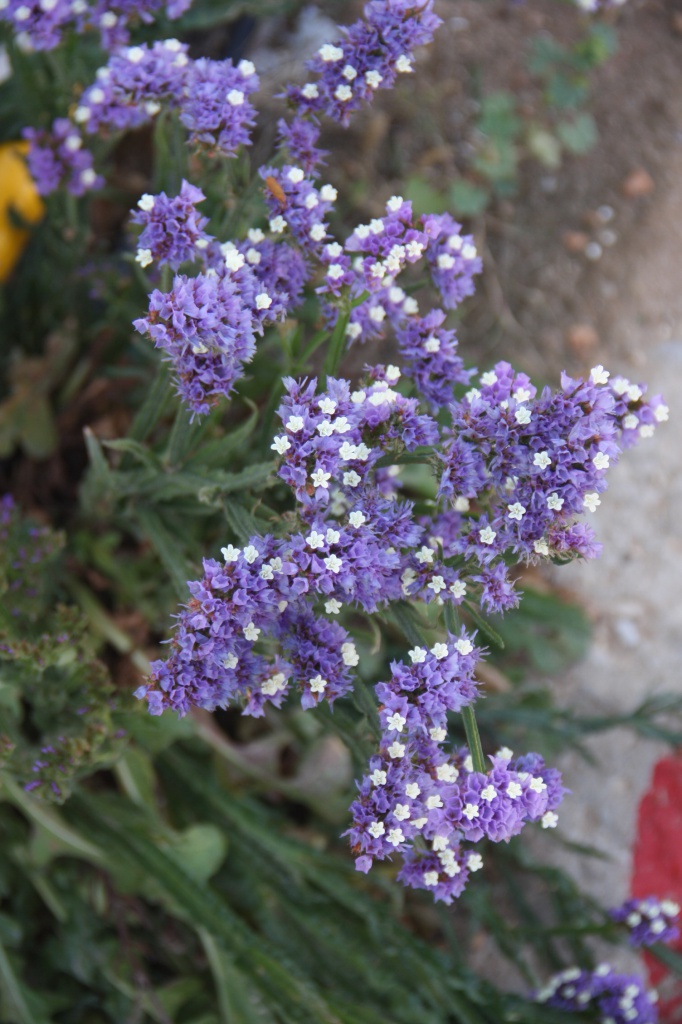 IMG_6584.JPG