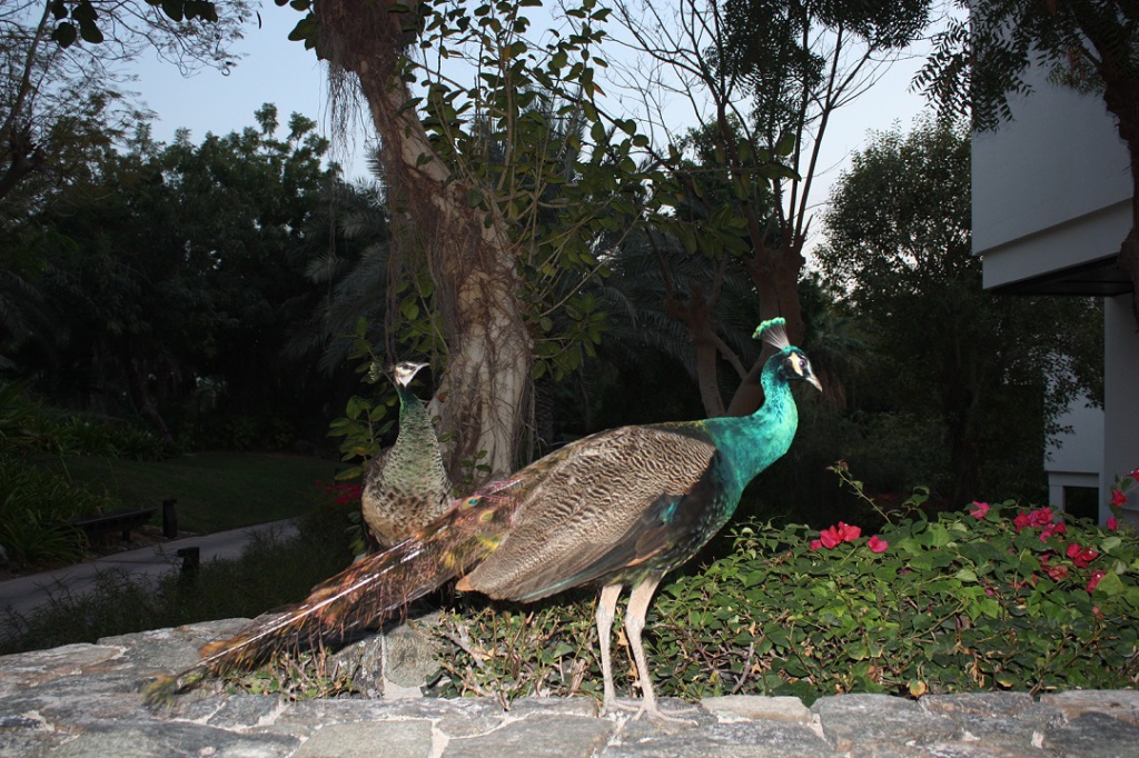 IMG_5080.JPG