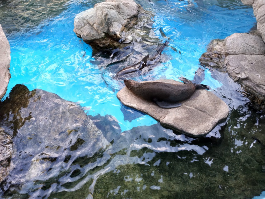 IMG-20180818-WA0035.jpg IMG-20180818-WA0035.jpg