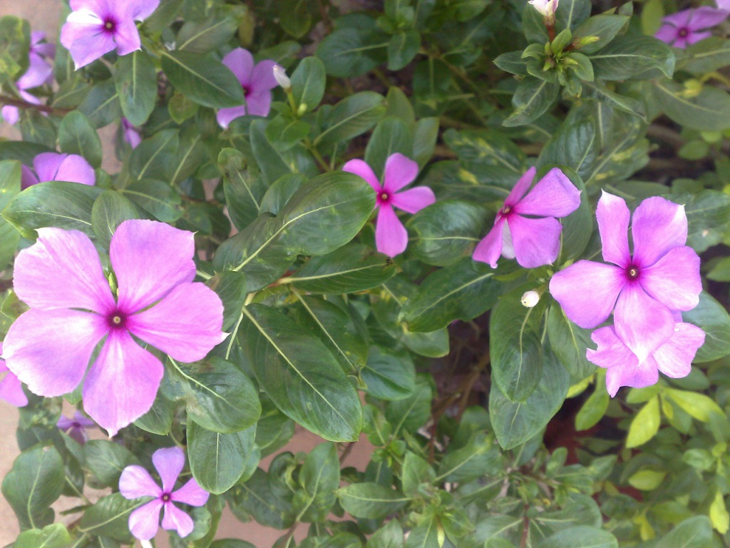 2009-10-23_16-34-28_231020091006.jpg