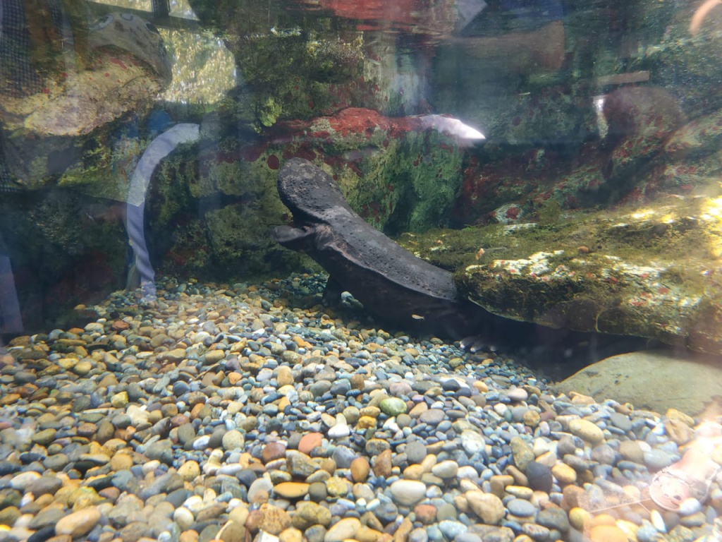 IMG-20180826-WA0079.jpg IMG-20180826-WA0079.jpg