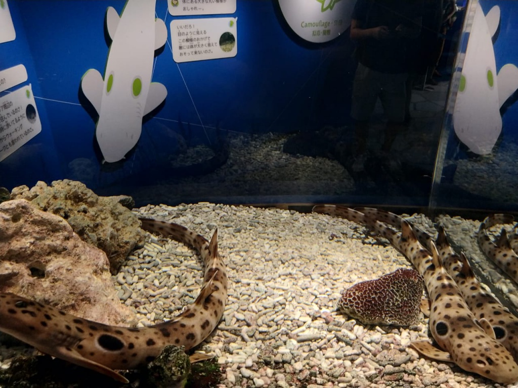 IMG-20180820-WA0097.jpg IMG-20180820-WA0097.jpg