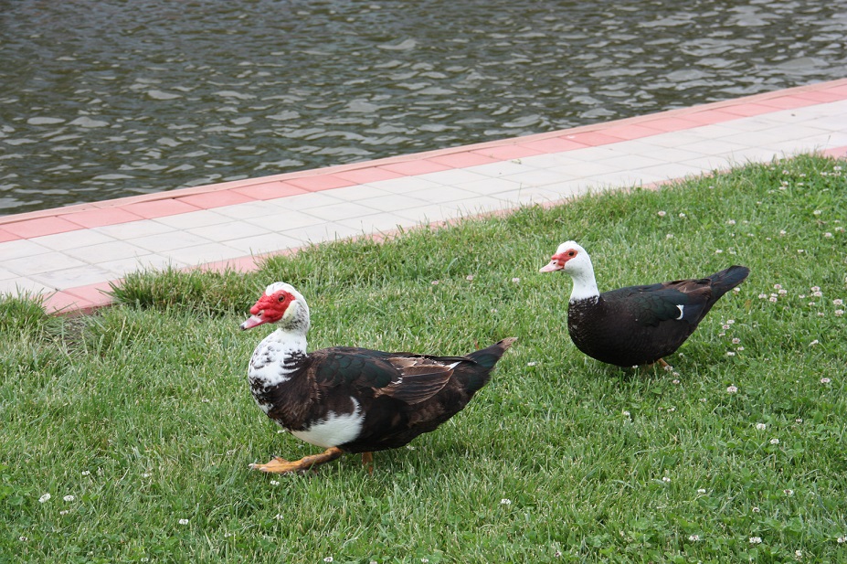IMG_5082.JPG