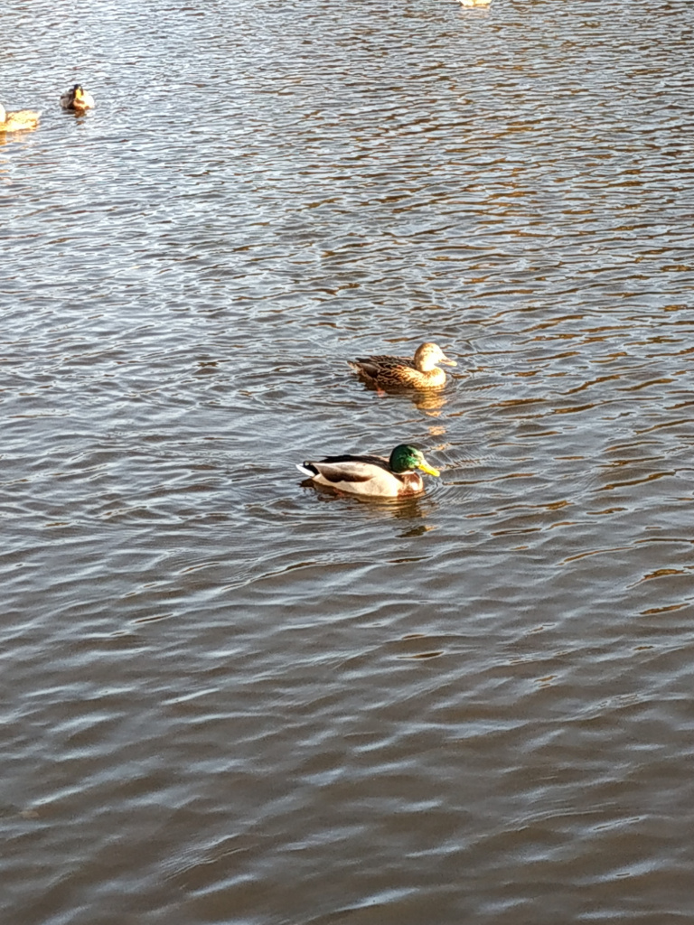 IMG_20211029_150659.jpg