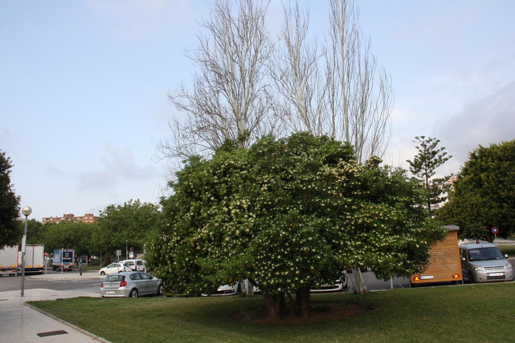 IMG_4471.JPG