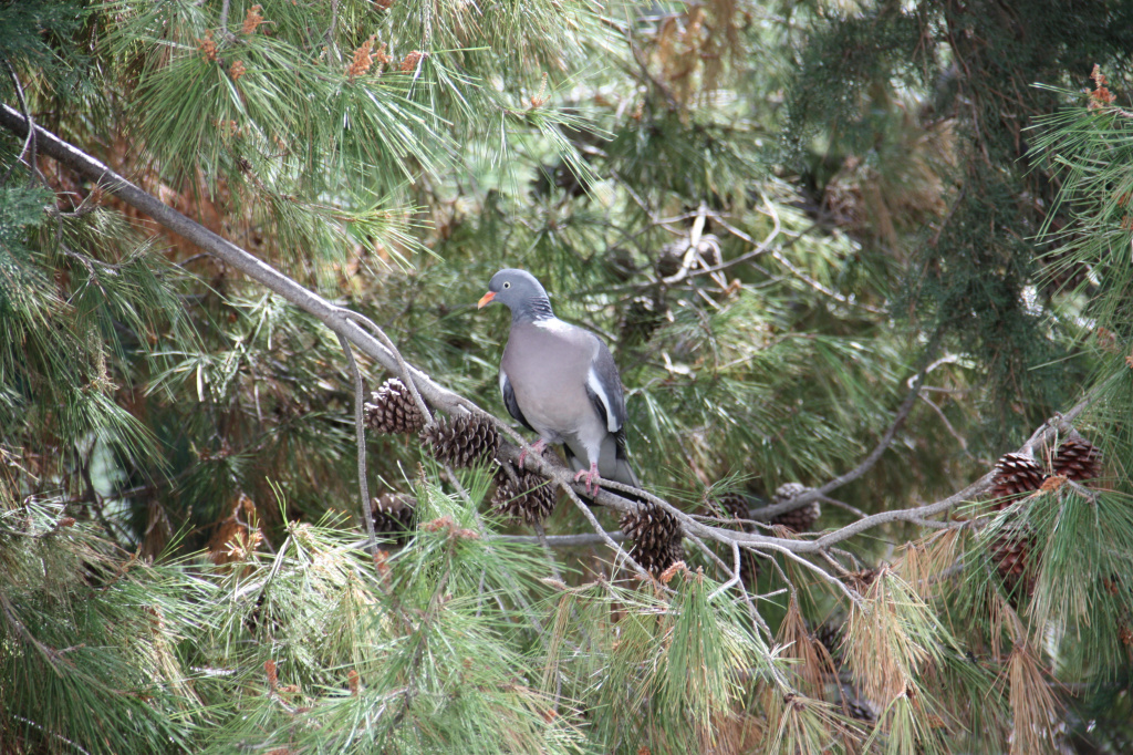 IMG_0052.JPG