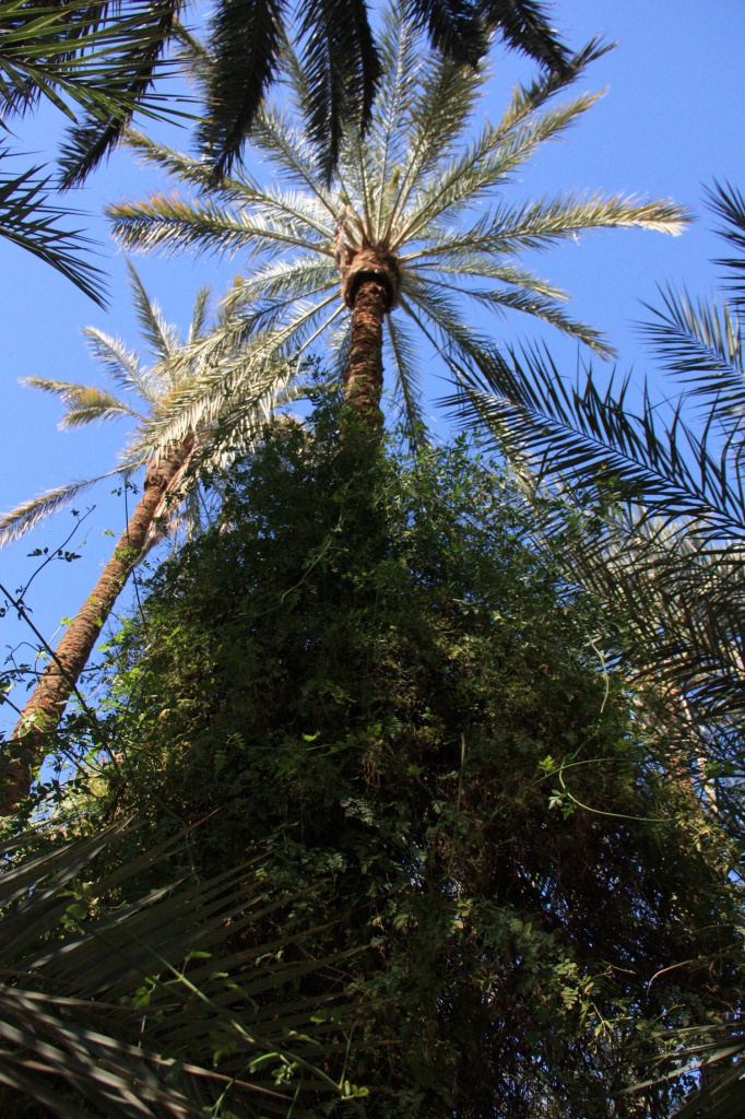 IMG_4909.JPG